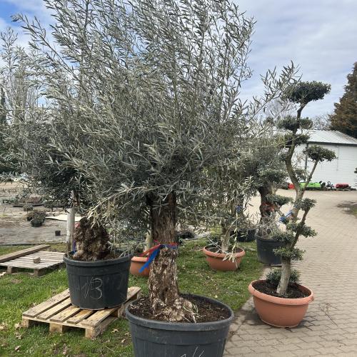 Olajfa - Olea europaea Bonsai