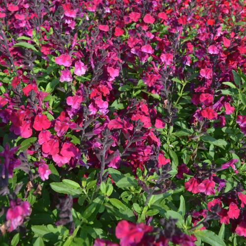 Salvia greggii 'Mirage™ Burgundy' - Őszi zsálya