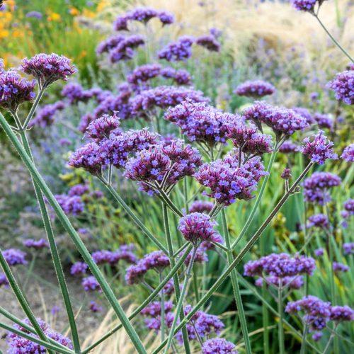 Verbena bonariensis 'Lollipop' - Ernyős verbéna