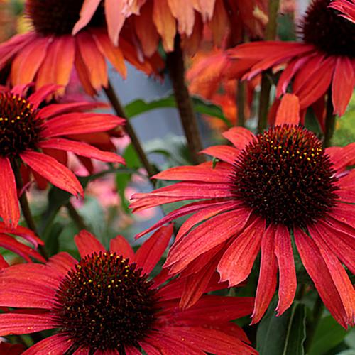 Echinacea 'Fontain Red' - Kasvirág