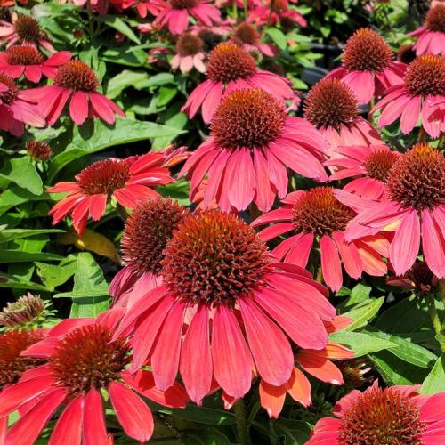 Echinacea 'SunMagic® Vintage Ruby' - Kasvirág