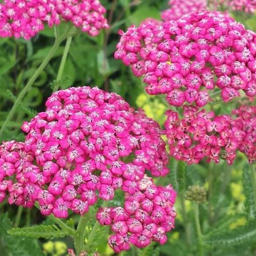 Achillea millefolium 'Cerise Queen' - Cickafark