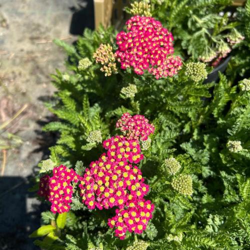 Achillea millefolium 'Milly Rock Cherry' - Cickafark