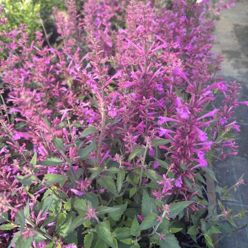 Agastache mexicana  'Summerlong™ Lilac' - Mexikói óriásizsóp