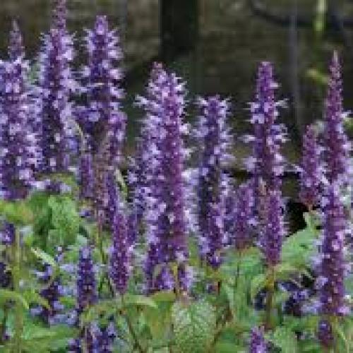 Agastache 'Astello indigo' - Izsópfű