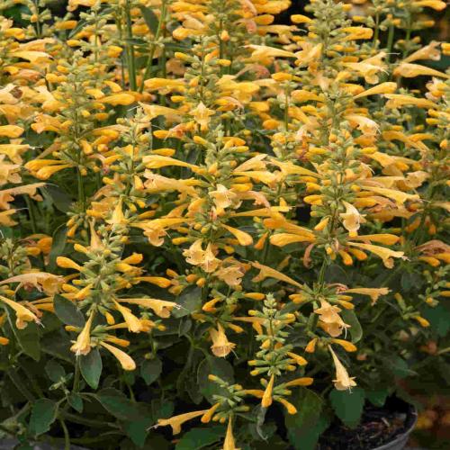 Agastache mexicana  'Summerlong™ Lemon' - Mexikói óriásizsóp
