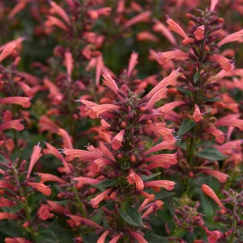 Agastache mexicana  'Summerlong™ Coral' -Mexikói óriásizsóp