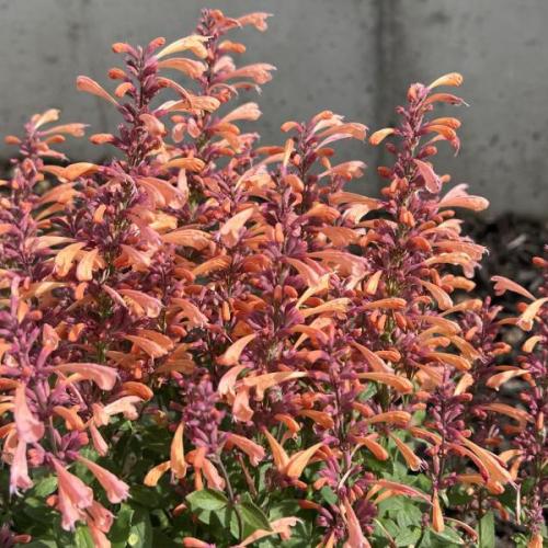 Agastache mexicana  'Summerlong™ Peach' -Mexikói óriásizsóp