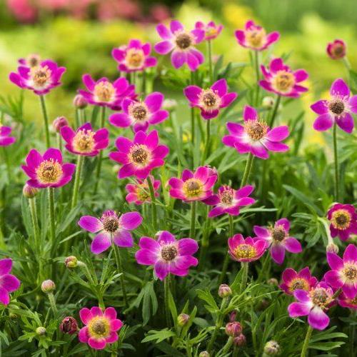 Anemone multifida ‘Annabella Deep Rose’ - Szeldeltlevelű szellőrózsa