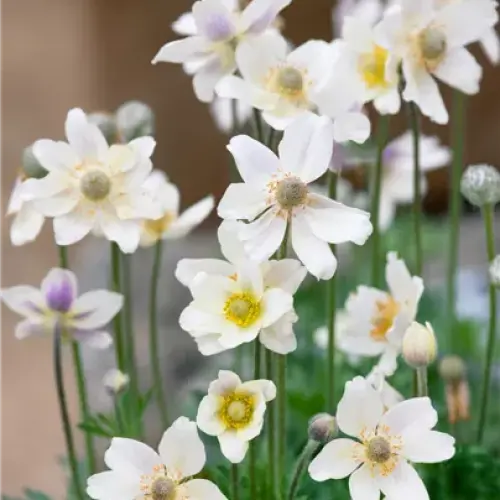 Anemone multifida ‘Annabella White’ - Szeldeltlevelű szellőrózsa