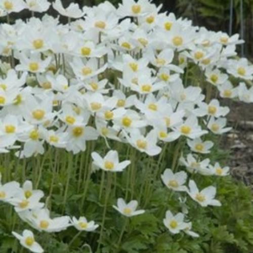 Anemone sylvestris ‘Snow White’ - Erdei szellőrózsa