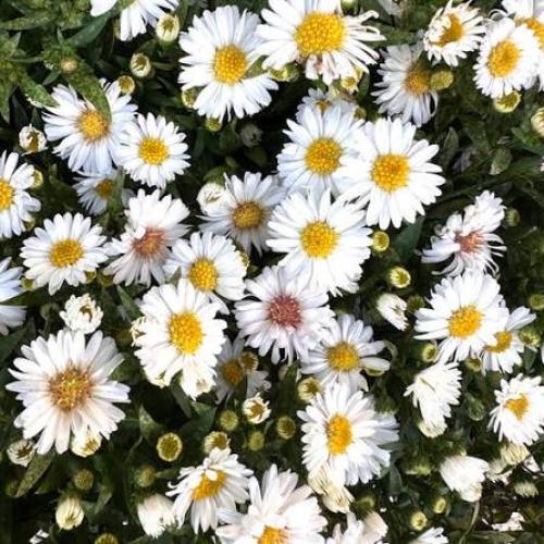 Aster dumosus ‘Alpha® 'White’ – Törpe őszirózsa