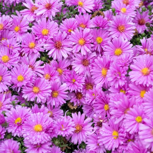 Aster dumosus ‘Alpha® Pink’ – Törpe őszirózsa