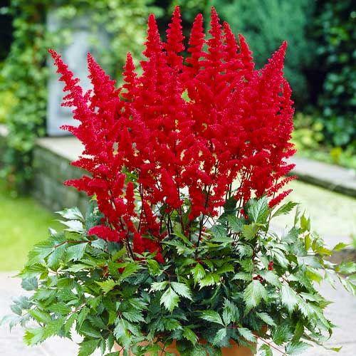 Astilbe arendsii 'Fanal' - Kerti tollbuga