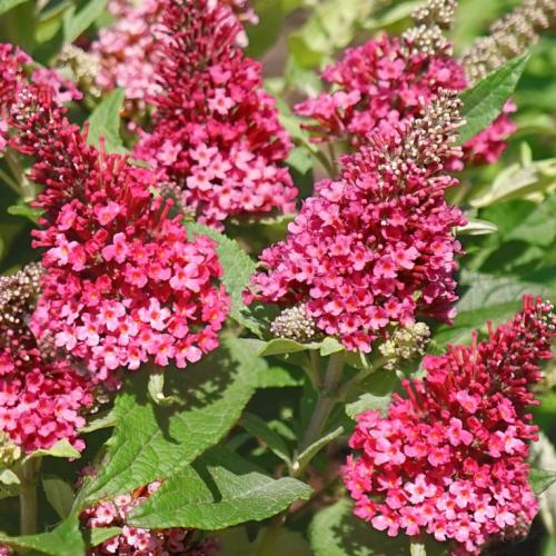 Buddleia davidii ’Little Rockstars Red’ - Törpe nyáriorgona
