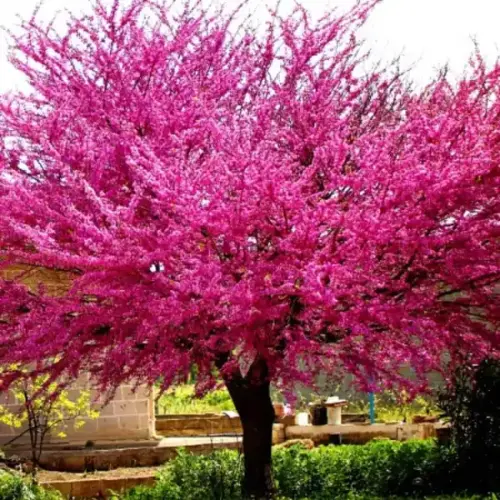 Cercis canadensis 'Merlot’ - Amerikai júdásfa