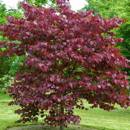 Cercis canadensis 'Forest Pansy’ - Amerikai júdásfa