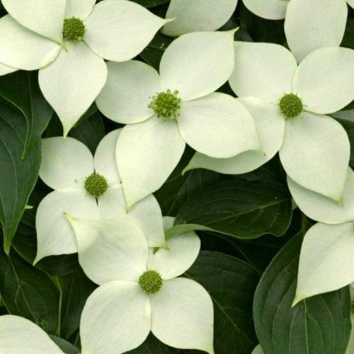 Cornus kousa  'China girl' - Csillagsom