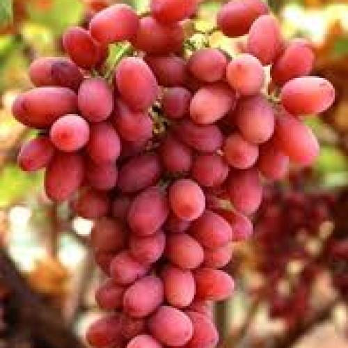 Csemegeszőlő ‘Crimson Seedless' (lila, magnélküli)