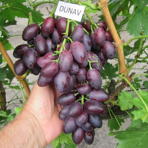 Csemegeszőlő oltvány 'Dunav'