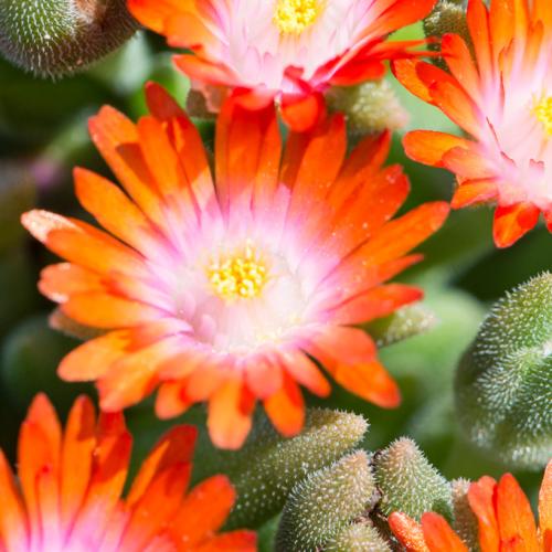 Delosperma cooperi 'Ice Cream Orange' - Kristályvirág