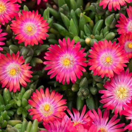 Delosperma cooperi 'Ice cream fire' - Kristályvirág