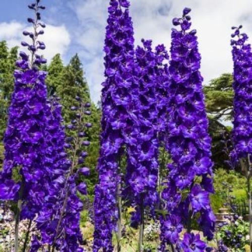 Delphinium 'Black Night' - Évelő szarkaláb