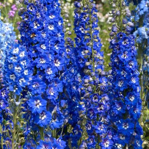 Delphinium 'Pacific Blue Bird' - Évelő szarkaláb