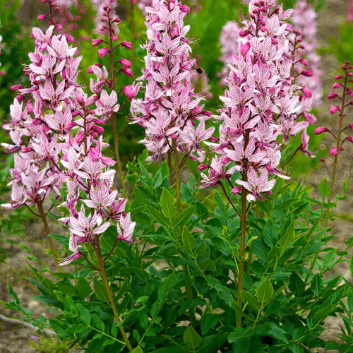 Dictamnus albus -Nagyezerjófű