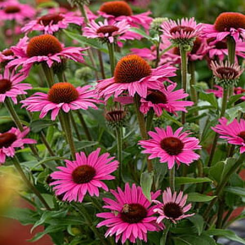 Echinacea 'Pearl Dark Pink' - Kasvirág