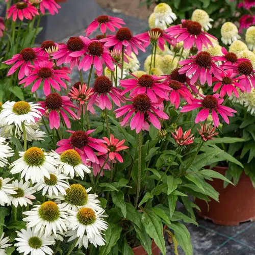 Echinacea 'Pearl  Magenta' - Kasvirág (rózsaszín)