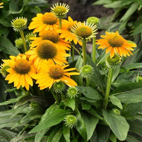 Echinacea 'Pearl Sunny' - Kasvirág (sárga)