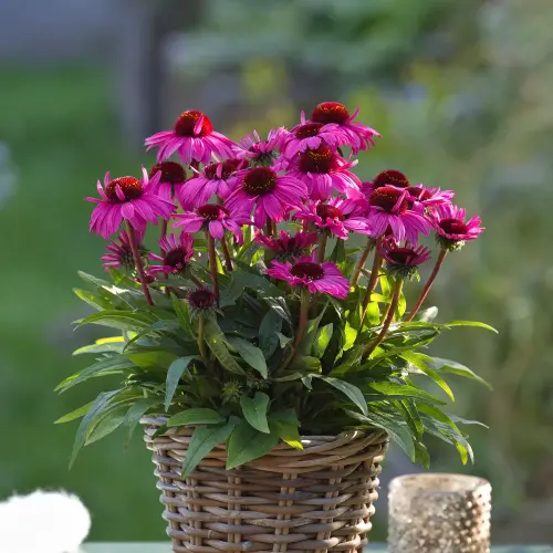Echinacea 'SunMagic® Vintage Hot Pink' - Kasvirág