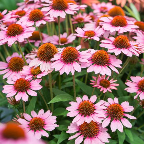 Echinacea 'SunMagic® Vintage Pink' - Kasvirág