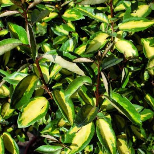 Elaeagnus × ebbingei 'Limelight' - Sárga tarka széleslevelű ezüstfa