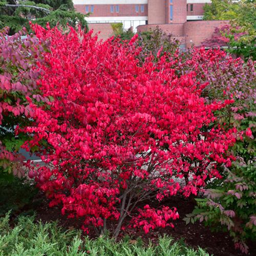 Euonymus alatus ’Compactus’ - Szárnyas kecskerágó