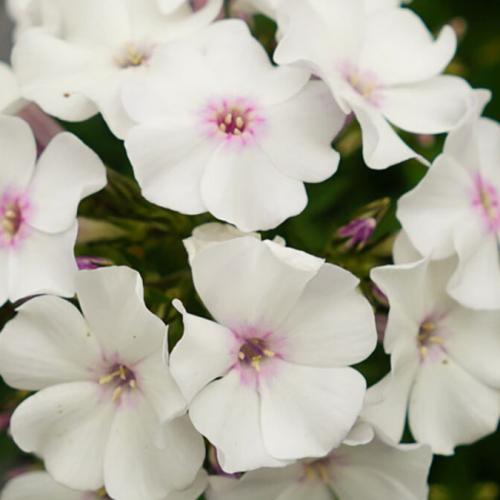 Phlox paniculata 'Ka-Pow White' - Bugás lángvirág