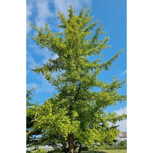 Gingko biloba  - Páfrányfenyő