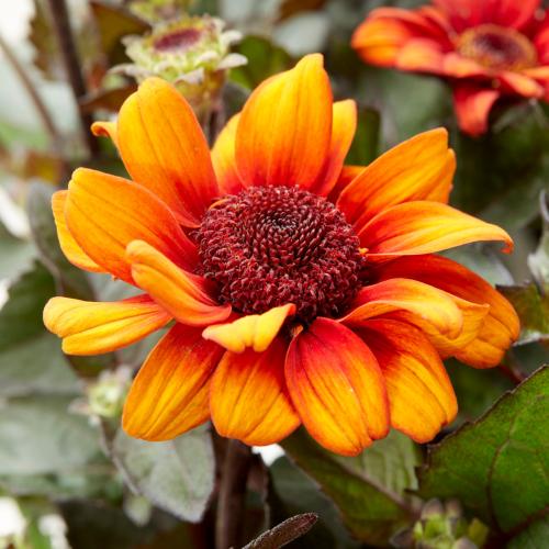 Heliopsis ‘Luna Roja’ - Napszemvirág