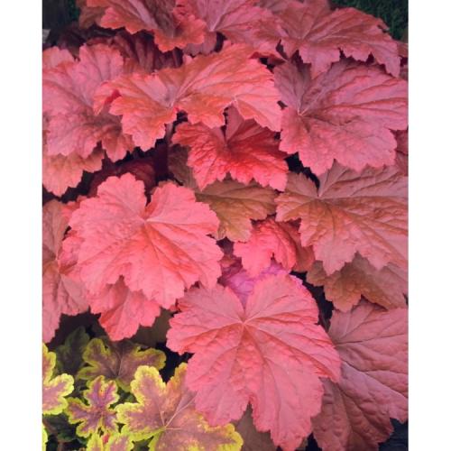 Heuchera micranta ’Bloody Dinosaur’  - Tűzeső