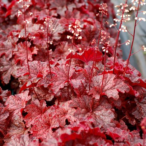 Heuchera micranta ’Cajun fire’  - Tűzeső