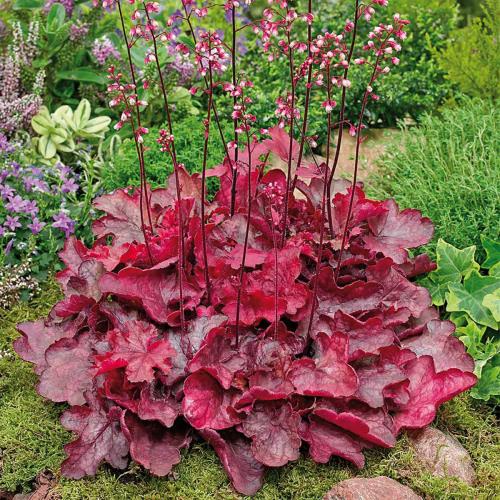 Heuchera ’Fire Alarm’ (k1,5, Konténeres) - Tűzeső