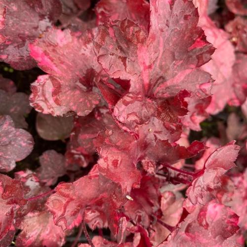 Heuchera micranta ’Galaxy’  - Tűzeső