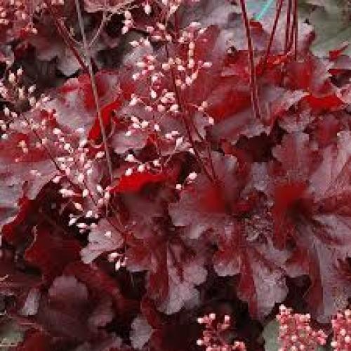 Heuchera ’Georgia Peach’ - Tűzeső