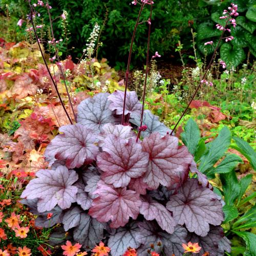 Heuchera micranta ’Georgia Plum’  - Tűzeső