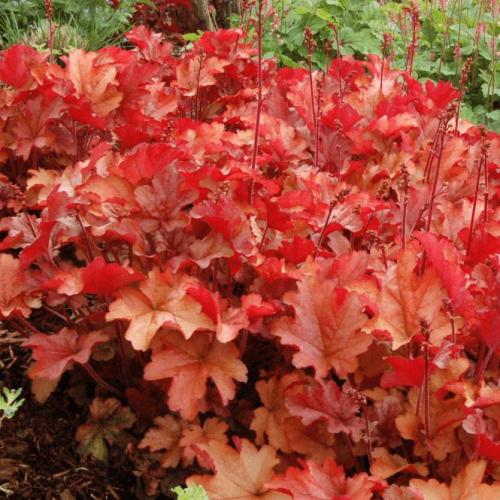 Heuchera micranta ’Paprika’  - Tűzeső
