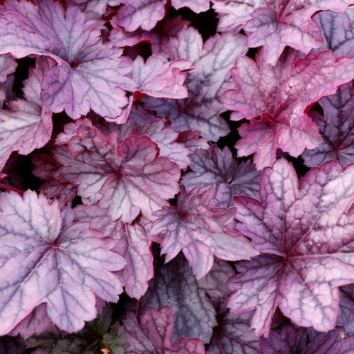 Heuchera micranta ’Shanghai’  - Tűzeső