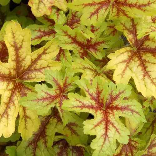 Heuchera micranta ’Alabama’  - Tűzeső