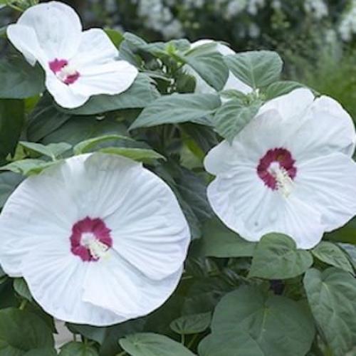 Hibiscus moscheutos 'Luna White'- Mocsári hibiszkusz