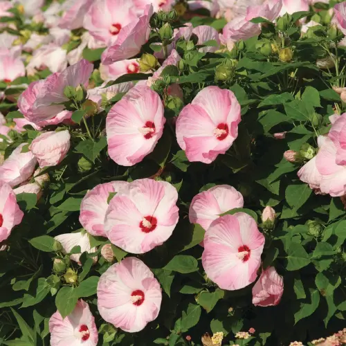 Hibiscus moscheutos 'Luna Pink'- Mocsári hibiszkusz